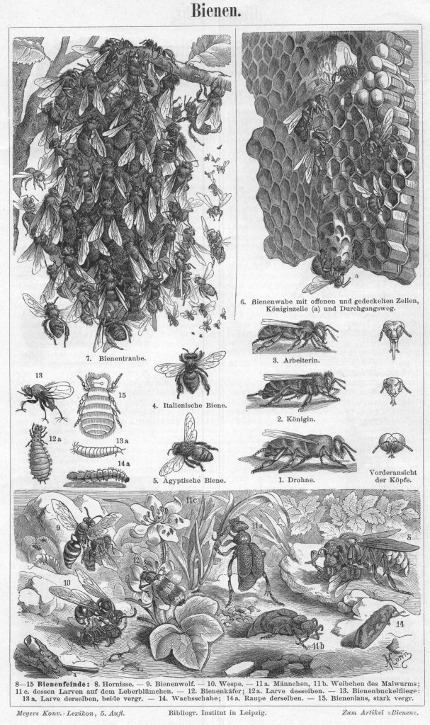 Zum Leben der Bienen