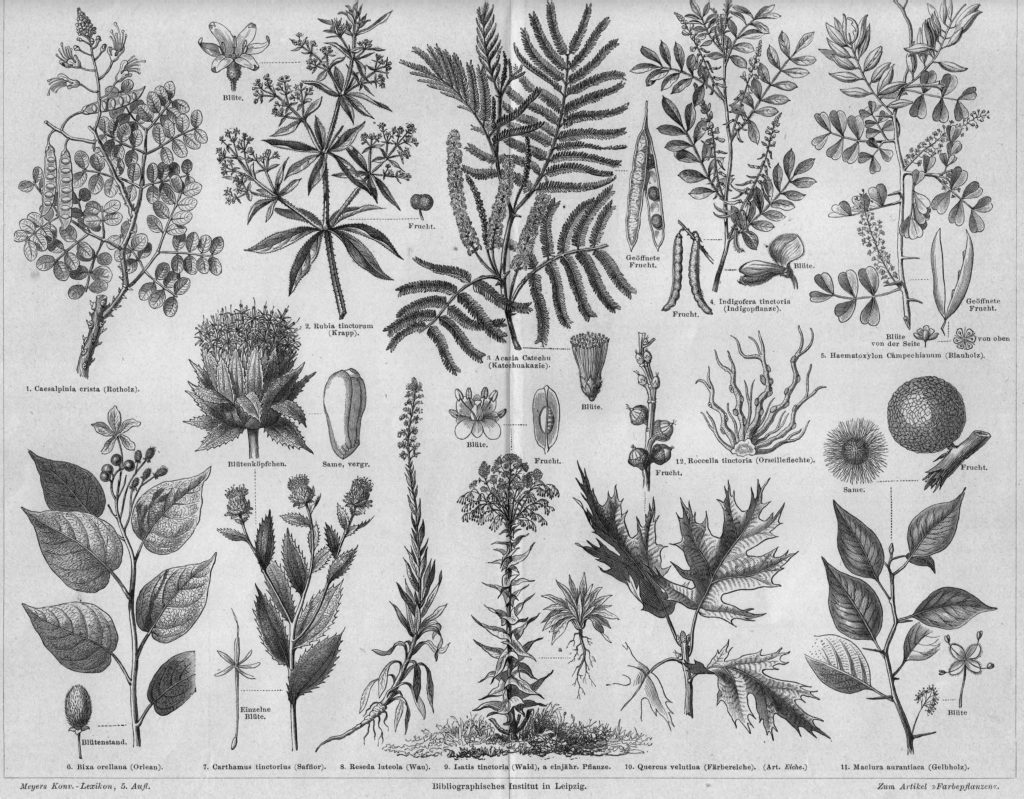 Pflanzen, die zum Färben verwendet wurden